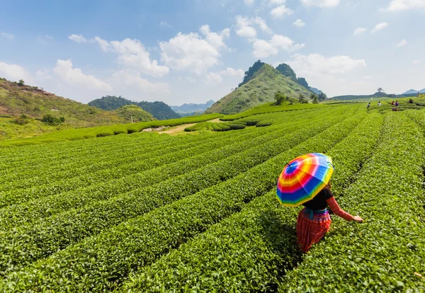 Mocchau highland, Vietnam: Moc Chau tea hill, Moc Chau village Oct 25, 2015. Tea is a traditional drink in Asia
