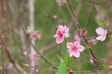 Kiraz çiçeği bahar aylarında yeni yıl Asya sinyal olduğunu. Güzel çiçek, doğal arka plan, yumuşak odak