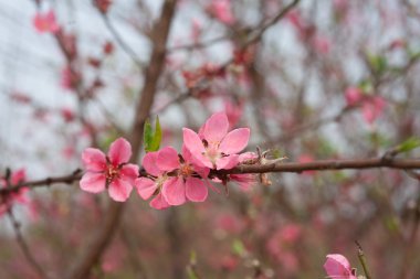 Kiraz çiçeği bahar aylarında yeni yıl Asya sinyal olduğunu. Güzel çiçek, doğal arka plan, yumuşak odak