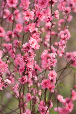 Kiraz çiçeği bahar aylarında yeni yıl Asya sinyal olduğunu. Güzel çiçek, doğal arka plan, yumuşak odak