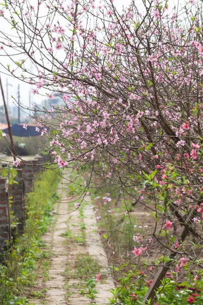 Kiraz çiçeği bahar aylarında yeni yıl Asya sinyal olduğunu. Güzel çiçek, doğal arka plan, yumuşak odak