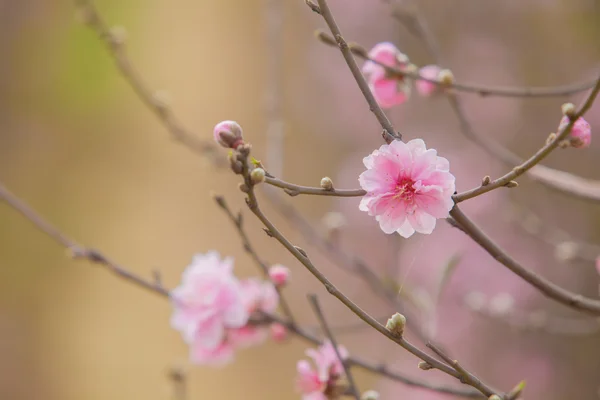 Cherry blossom in spring, It's the signal of New Year in asia. Beautiful Flower ,natural background, soft focus — Stock Photo, Image