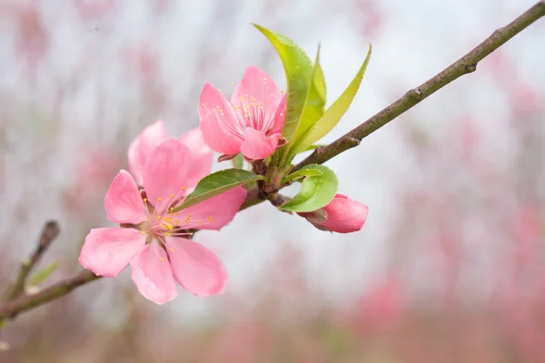 Kiraz çiçeği bahar aylarında yeni yıl Asya sinyal olduğunu. Güzel çiçek, doğal arka plan, yumuşak odak