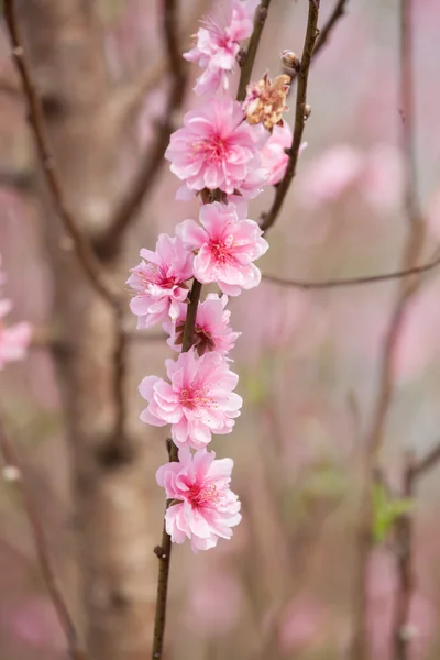 Kiraz çiçeği bahar aylarında yeni yıl Asya sinyal olduğunu. Güzel çiçek, doğal arka plan, yumuşak odak