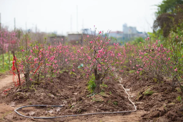 Kiraz çiçeği bahar aylarında yeni yıl Asya sinyal olduğunu. Güzel çiçek, doğal arka plan, yumuşak odak
