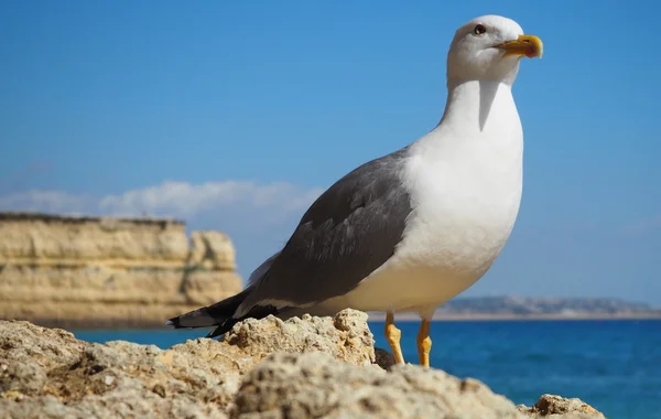 Algarve strandok. Portugália. — Stock Fotó