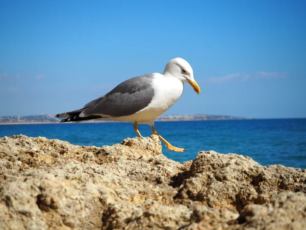 Algarve plajlar. Portekiz.