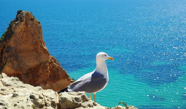 Algarve plajlar. Portekiz.