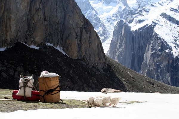 Pakistanlı hamallar. Ana kampa ulaşmak için dağcılara yardımcı olur.