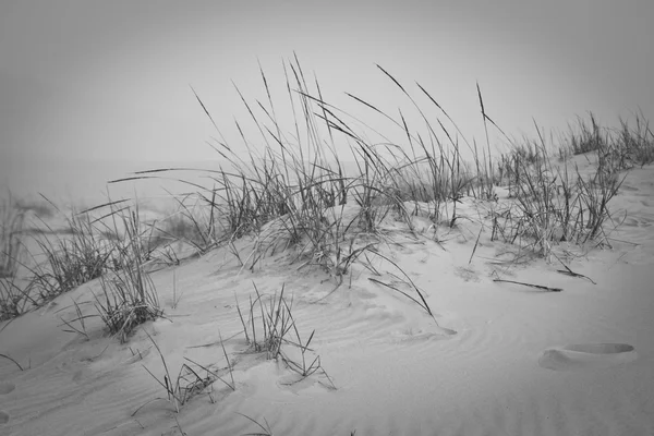 Vysoké trávy a písečné duny — Stock fotografie