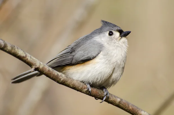 Tufted Titmouse on a Branch — Stock Photo, Image