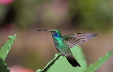 A perched hummingbird clipart