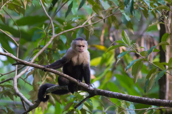 Um macaco-prego — Fotografia de Stock