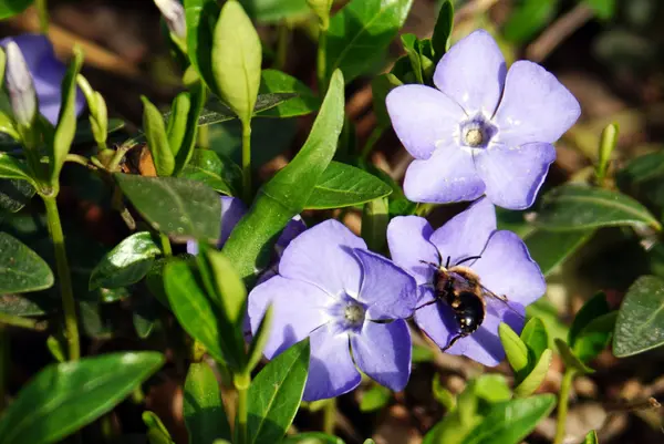 First periwinkle flowers — Stock Photo, Image