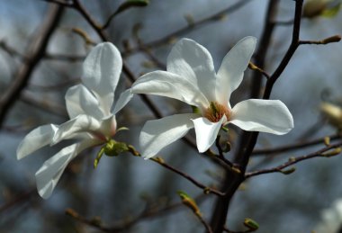 Botanik bahçesinde manolya çiçekleri 
