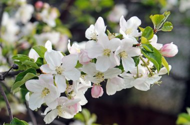  Elma ağacı dalı Bloming