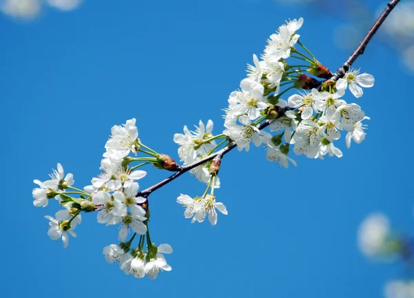 Kirschblüten im Frühling Stockbild