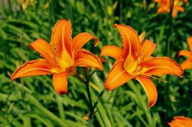 Zambak iki portakal çiçekleri