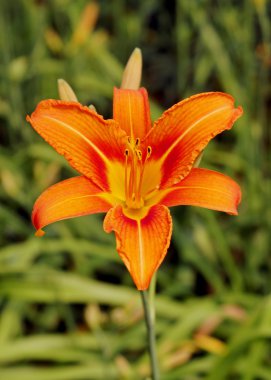 Turuncu lily çiçek