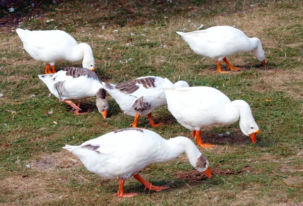 Geese grazing on pasture near water — Stock Photo, Image