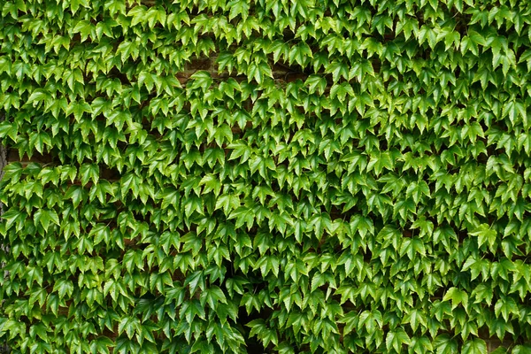 Een Klimmuur Groene Bladeren Textuur Achtergrond — Stockfoto