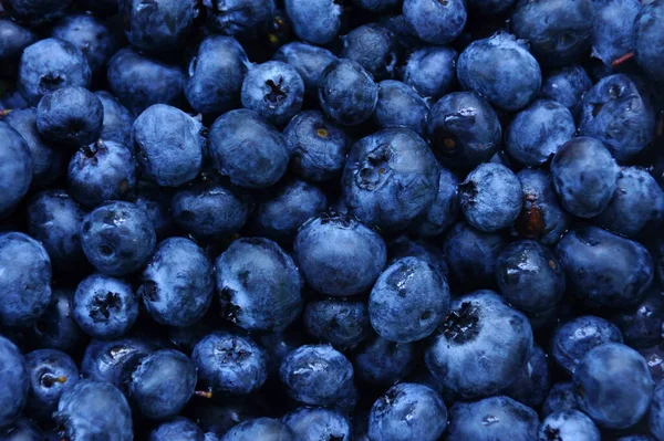 生蓝莓暗色乳清食物背景 蓝莓特写 — 图库照片