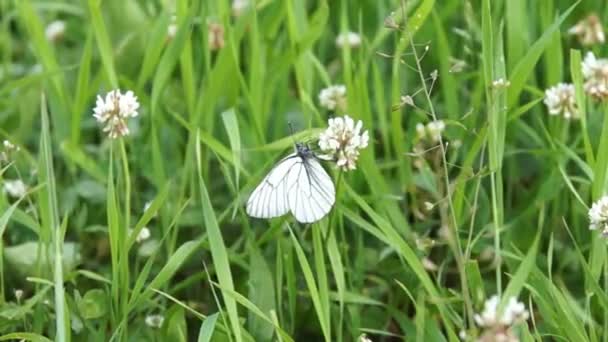 Schmetterling auf dem Klee — Stockvideo