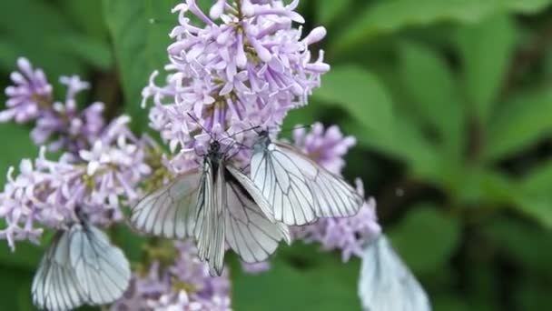 Butterfly on lilac — Stock Video