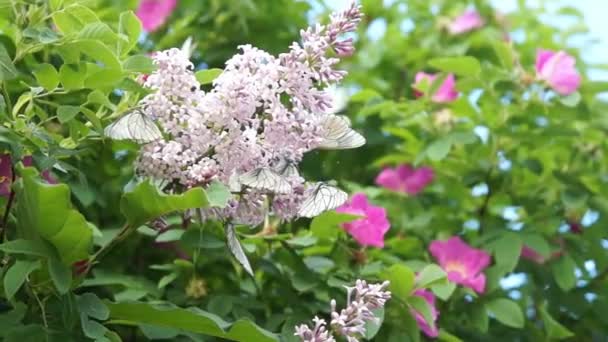 Mariposa sobre lila — Vídeo de stock