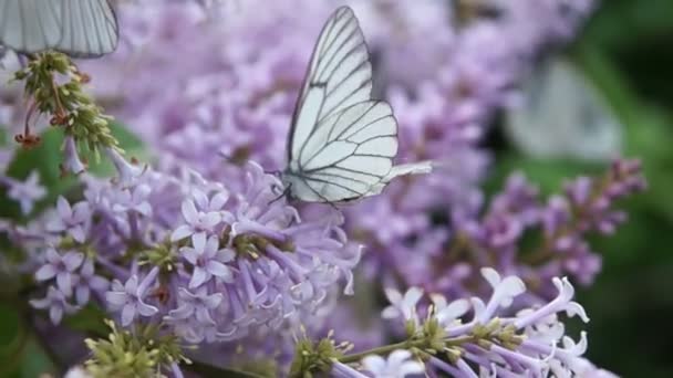 上淡紫色的蝴蝶 — 图库视频影像