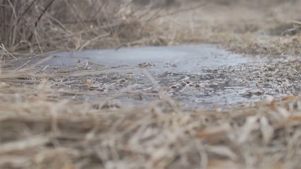 Herbe sèche au printemps — Video