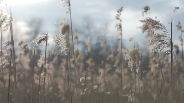 Сухая трава весной — стоковое видео