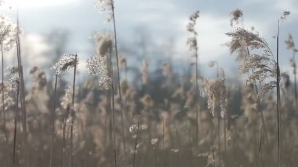 Herbe sèche au printemps — Video