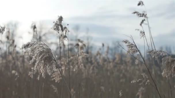 Droog gras in het voorjaar — Stockvideo