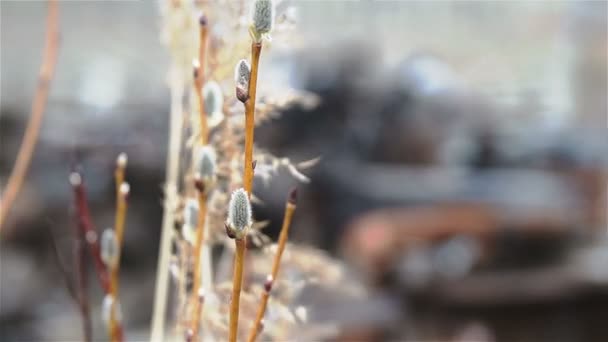 Guarda il vecchio motore del veicolo attraverso un salice Bush — Video Stock