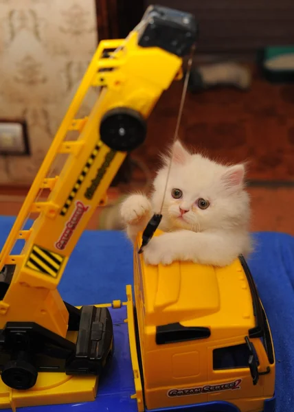 Bir oyuncak vinç ile oynayan yavru kedi beyaz