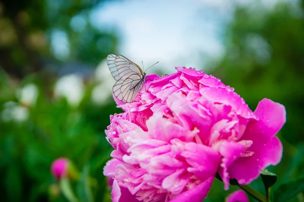 Schmetterling auf einer schönen Blume nach dem Regen im Sommer lizenzfreie Stockbilder
