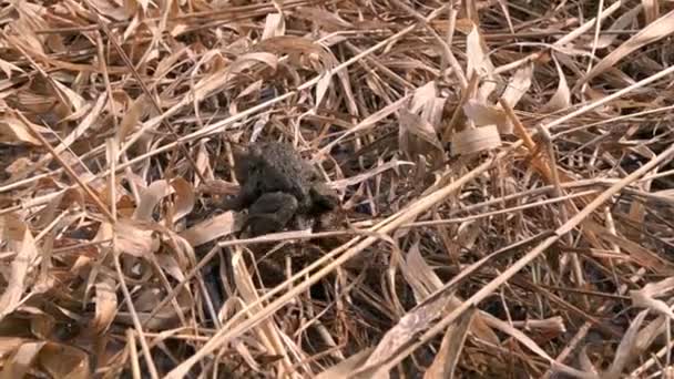 Розведення жаб навесні в болоті — стокове відео