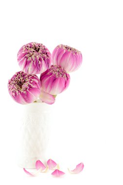 Pembe lotus çiçek Vazoda beyaz izole