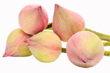 Lotus çiçekleri filizlenen pembe
