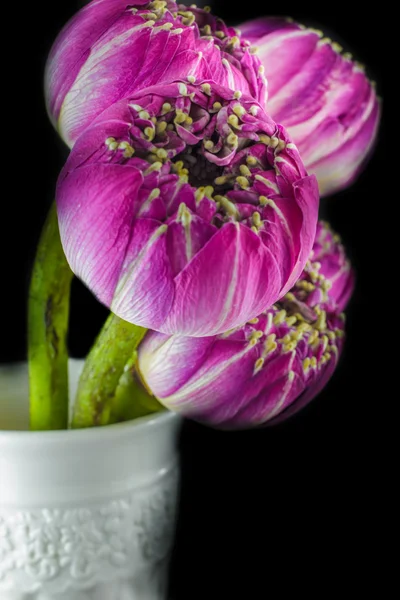 Pink lotus flowers in vase isolated on black