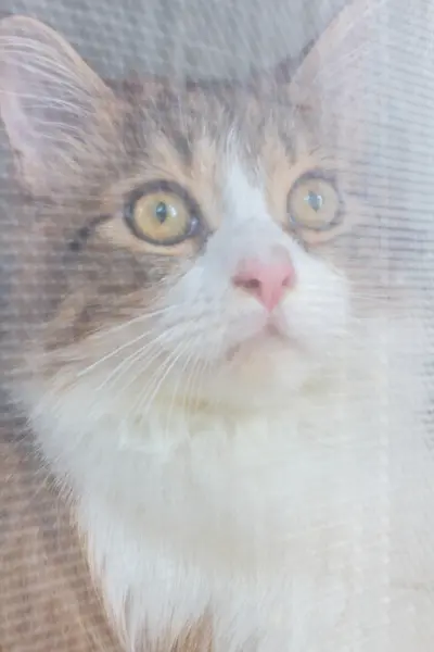 Carino gattino seduto nella gabbia — Foto Stock