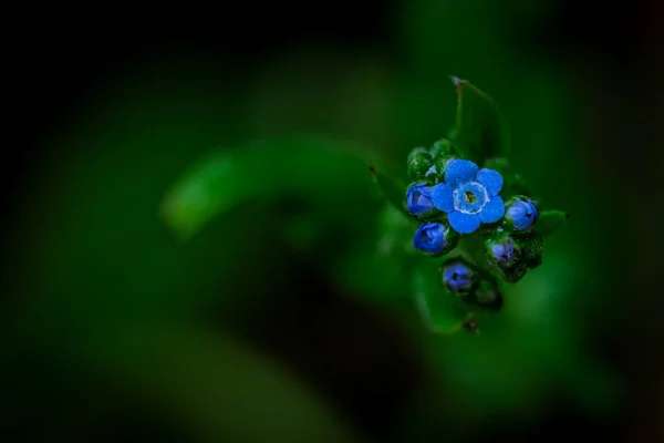 Primer Plano Pequeños Pétalos Azules Olvides Flores Sobre Fondo Borroso —  Fotos de Stock