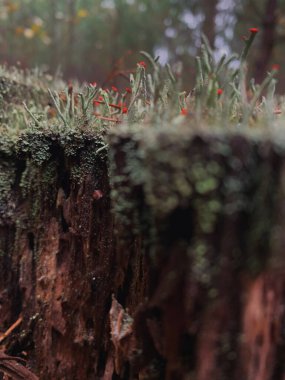 Ormandaki yaşlı ağaç kütüğünde yosun ve liken yetişiyor. Yeşil yosunların ve çam ormanındaki yıpranmış ağaç kütüğünün üzerinde büyüyen küçük yosunların yakın görüntüsü. Sonbahar atmosferi yumuşak doğal ışık ve bl