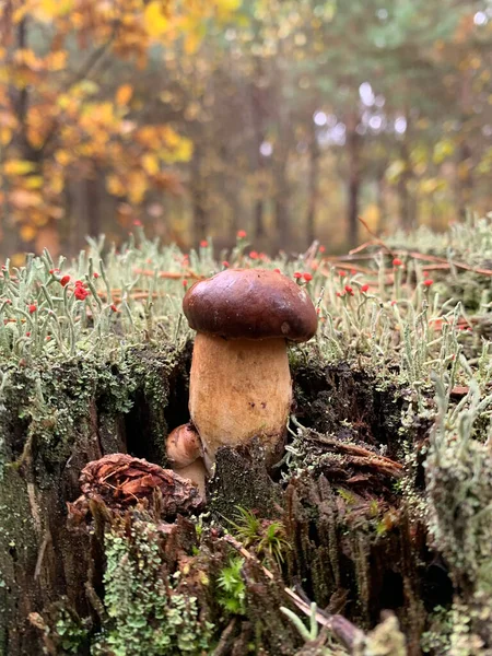 Ağaç kütüğünde, yosun ve liken kaplı mantar mantarı yetişiyor. Çürüyen bir ağaç kütüğünde yetişen vahşi bir mantarın yakın plan çekimi. Çam ağacında yeşil yosun ve yosun ile kaplanmış.