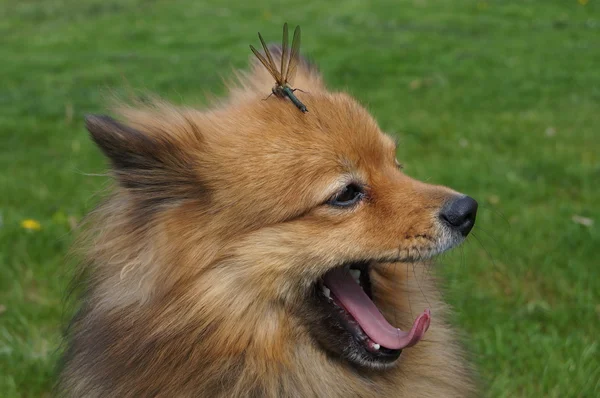 Alman Spitz köpek doğurmak — Stok fotoğraf