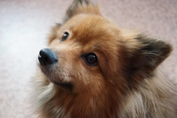 Raça de cão de Spitz alemão — Fotografia de Stock