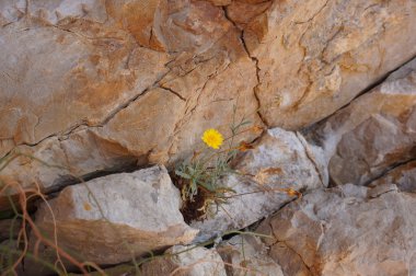 hayatta kalmak için mücadele