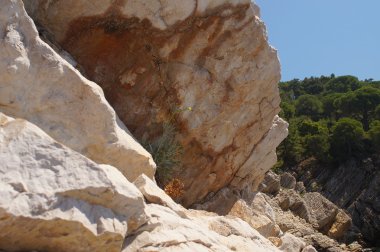 hayatta kalmak için mücadele