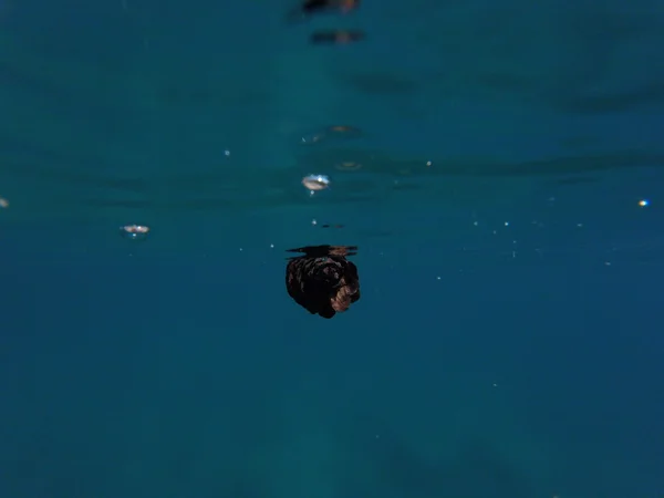 Zapfen Tannenzapfen schwimmen im blauen Meer — Stockfoto